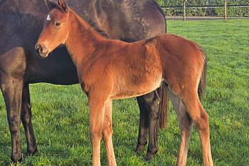 Super Seth ex Doulmera B, C.