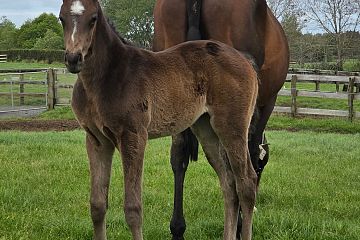 Ace High ex Keepereel B, F.