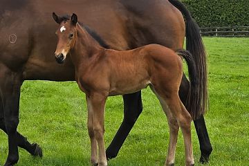 Santos ex Gran Caballo B, F.