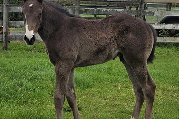 Ace High ex Dream On Br, C.