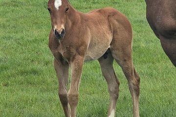 Alabama Express ex Rhapsody Rose B, C.
