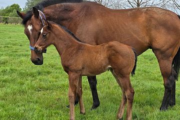 Satono Aladdin ex La Flora Belle B, F.