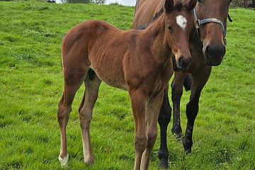 Ribchester ex Briar Rose B, C.