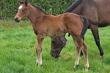 Embellish ex Our McKay B, C.