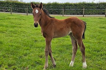 Ribchester ex Marzemino B, F.