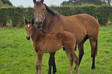 Super Seth ex Rondinella B, C.