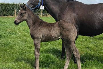 Proisir ex Butter Chicken Br/Blk, C.