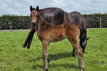 Hello Youmzain ex Black Mascara B, C.