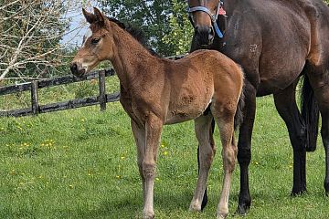 Proisir ex Otherworld B, C.