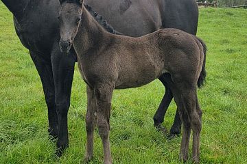Profondo ex Princess Maryanne Br/Blk, F.