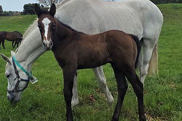 Paddington ex Rina Bettina B, C.