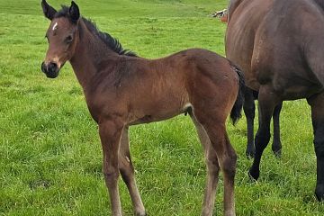 Ribchester ex Broadway Express B, F.