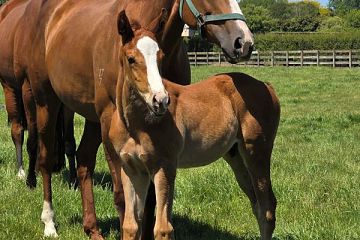 Super Seth ex Agreeable Ch, C.