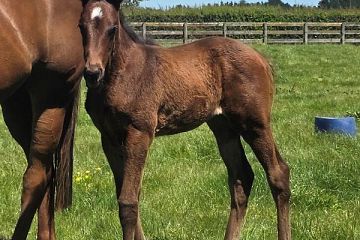 Almanzor ex Stolen Gem B, F.