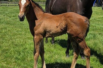 Super Seth ex Sudbina B, F.