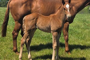 Armory ex She is all Fashion Ch, F.