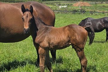 Super Seth ex Beauty Prize B, C.