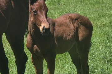 The Bold One ex Superette B, F.