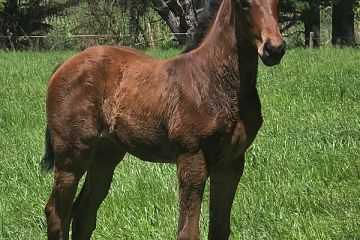 Embellish ex Royal Appellant B, F.