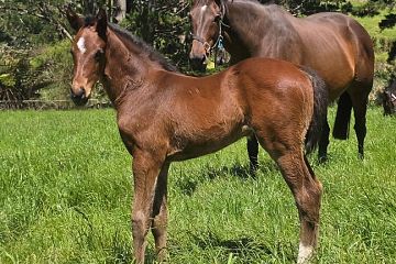 King of Comedy ex Bonga Lady B, F.