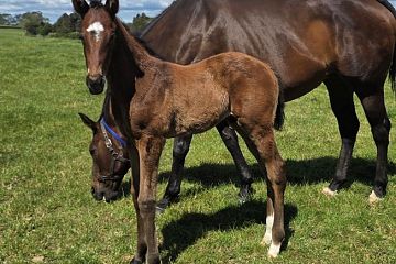 Ardrossan ex Triaction B, C.