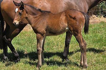 Ardrossan ex Ipanema Girl B, F.