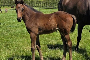 Almanzor ex Russian Satire B/Br, F.