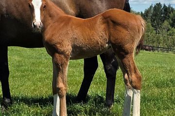 Chaldean ex Novashow Ch, C.