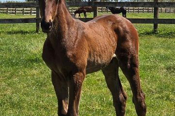 Ardrossan ex Matauri B, C.