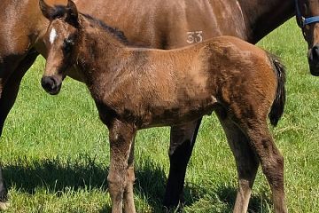 Hellbent ex Serious Blue B, C.