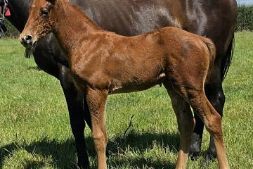 Swiss Ace ex Tadtu Ch, F.