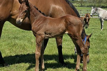 Super Seth ex Domain Gardens B, C.