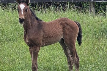 Eminent ex Powerfilly B, C.