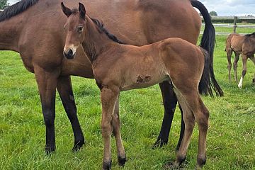 Hello Youmzain ex Contrary Mary B, C.