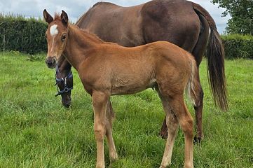 Super Seth ex Emeralds Ch, F.