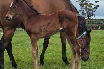 Satono Aladdin ex Tokyo Lil B, F.