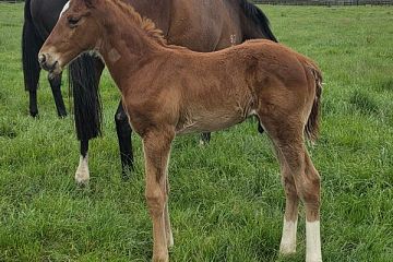 Capitalist ex Ten Carat Rock Ch, C.