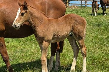 Mr Mozart ex Full in Bloom Ch, C.
