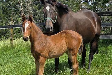 Super Seth ex Stella Grace B, F.