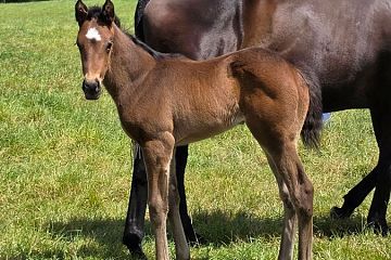 Armory ex Caroline Margaret B, F.