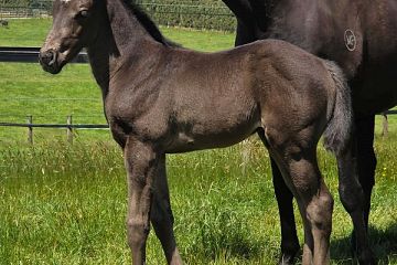 Ace High ex Style Queen Br/Bl, C.