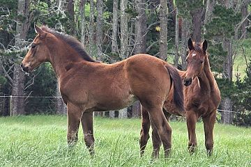 Proisir ex Uabasso B, C.