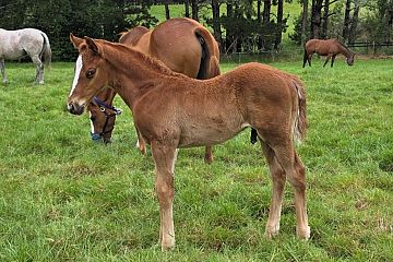 Super Seth ex Dance Card Ch, C.