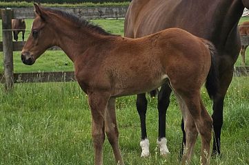 Almanzor ex Final Hour B, C.