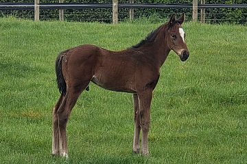 Wrote ex Ataahuadreamtime B, C.