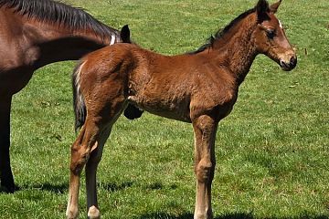 Shocking ex Or Blanche B, C.