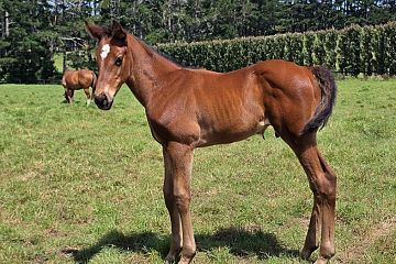 Super Seth ex So Wicked B, C.