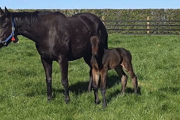 2026 Foals
