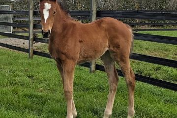 Super Seth x Moet Belle, bay filly