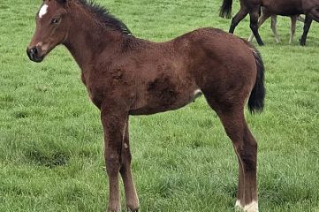Sword of State x La Vie Est Belle, bay filly